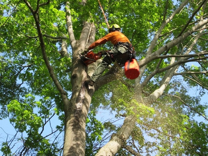 Safety Tips For Palm Tree Trimming