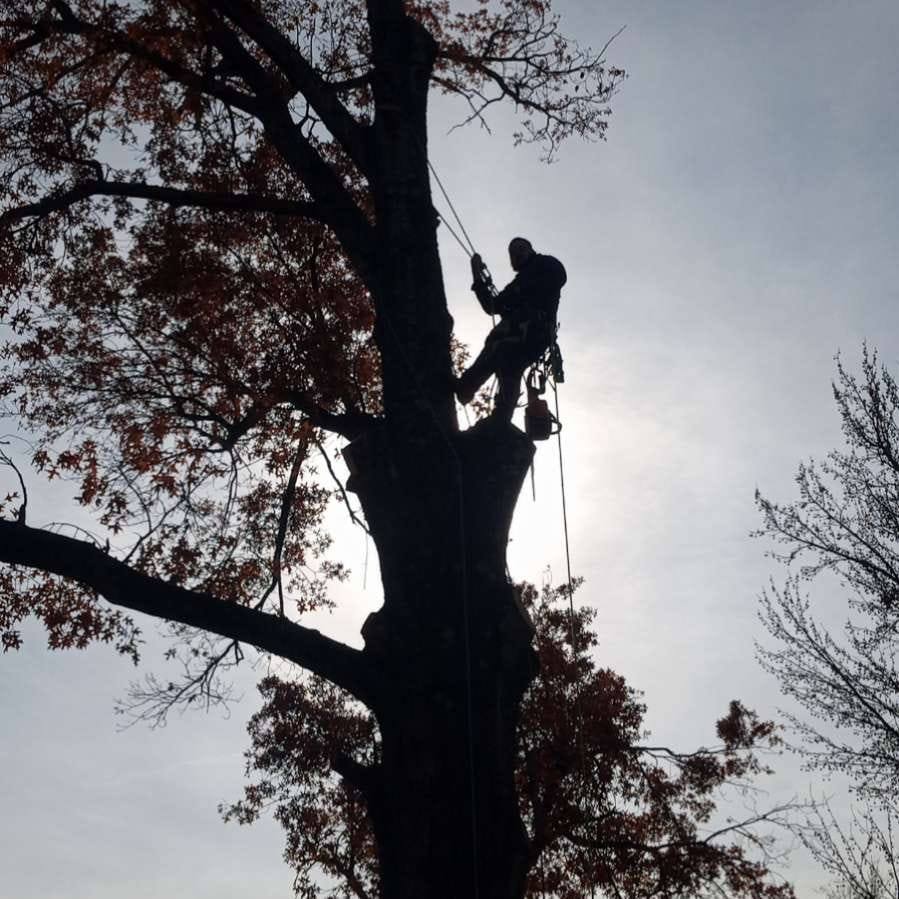 Tree Care – How to Care For Your Trees