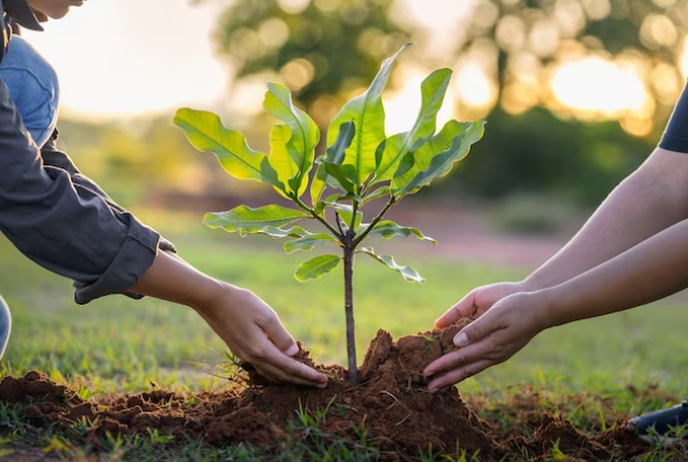 Tree Care