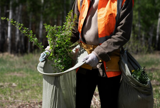 Tree Service