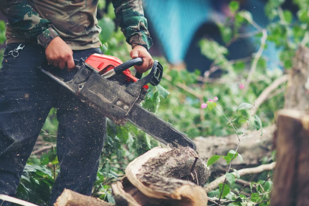 Tree Service